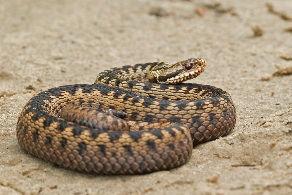 Adder Landschap Overijssel adder-landschap-overijssel